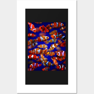 Clown Fish Posters and Art